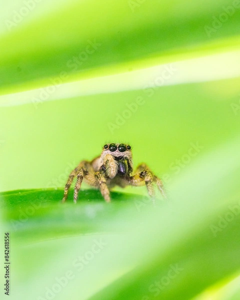 Fototapeta Zebra jumping spider - Salticus scenicus sitting on a plant leaf with copy space around