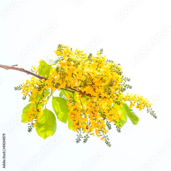Obraz  pterocarpus indicus flowers isolated on white background