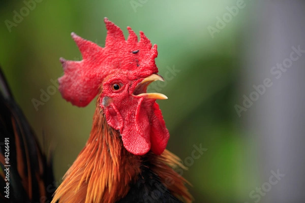 Obraz close up of bantam crows
