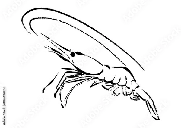 Obraz 甘エビの線画イラスト（ホッコクアカエビ）