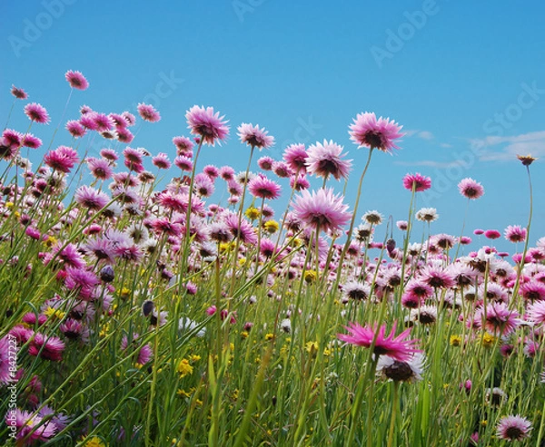 Obraz pink flowers in a field