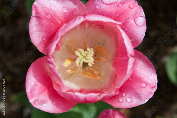 Obraz Rosa Tulpenblüte