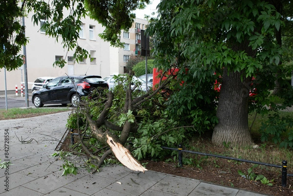 Fototapeta Tree broken by a hurricane on a city street or sidewalk in summer