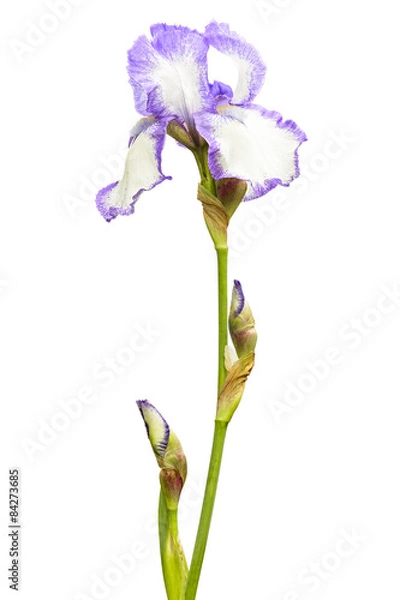 Obraz Irys (kosaciec) 