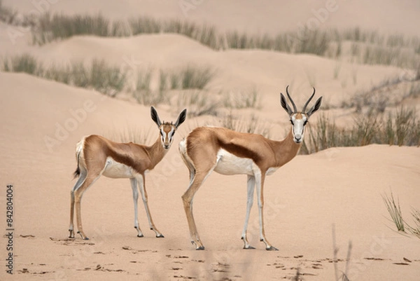 Obraz Two springboks in beautiful sand dune landscape