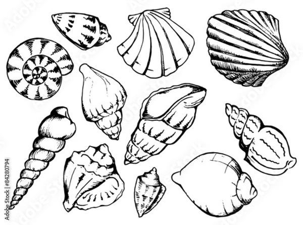 Fototapeta Sea shells vector monochrome isolated clip art set 
