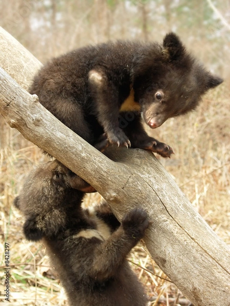 Obraz Bear cubs