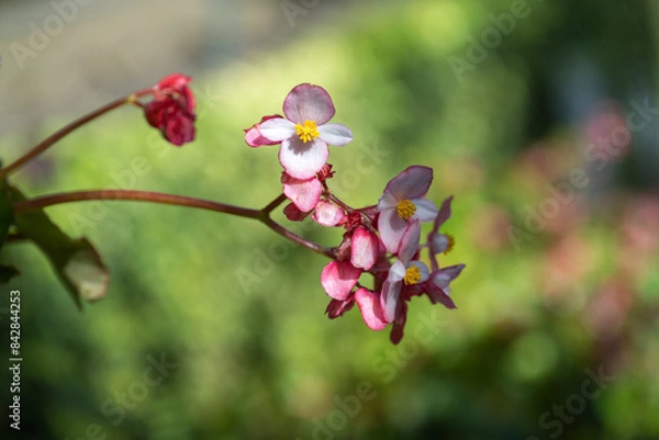 Fototapeta Blühende Begonia