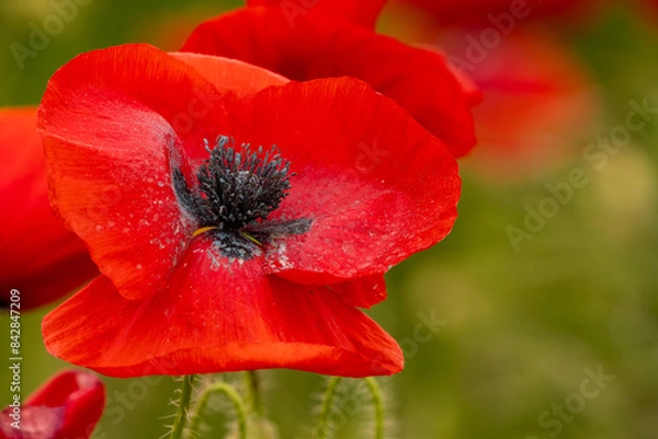Obraz Macro red poppy flower