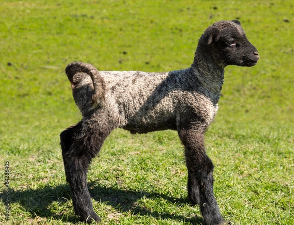 Obraz Side view of Shropshire lamb in meadow