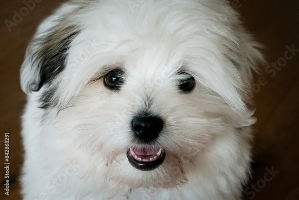 Fototapeta Happy coton de tulear puppy playing with its toy. The furry little companion has a lot to learning during dog training. 