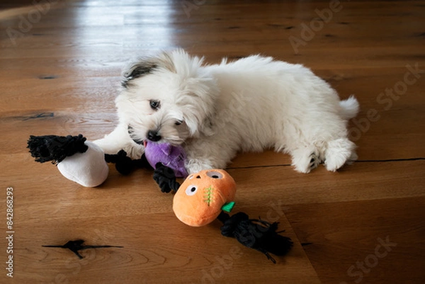 Fototapeta Happy coton de tulear puppy playing with its toy. The furry little companion has a lot to learning during dog training. 