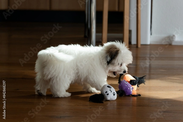Fototapeta Happy coton de tulear puppy playing with its toy. The furry little companion has a lot to learning during dog training. 