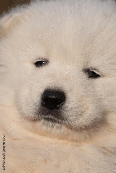 Obraz Close up of a white Samoyed puppy