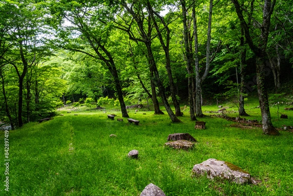 Obraz 新緑のせせらぎ街道　岐阜県高山市