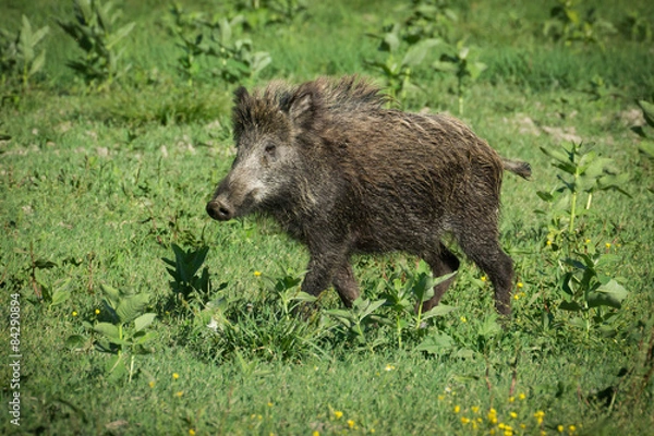 Fototapeta Wild boar in spring