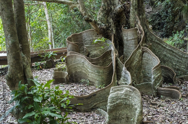 Fototapeta 沖縄県　東村のサキシマスオウノキ