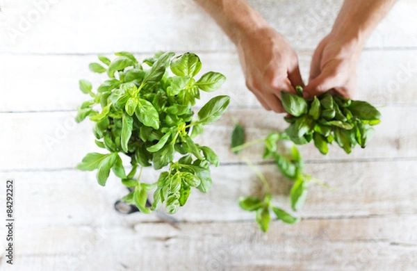 Fototapeta Close up of unrecognizable man with green basil leaves