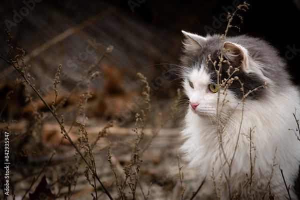 Obraz Black & white cat side portrait
