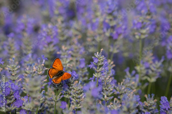 Obraz Orange butterfly on a lavender flower