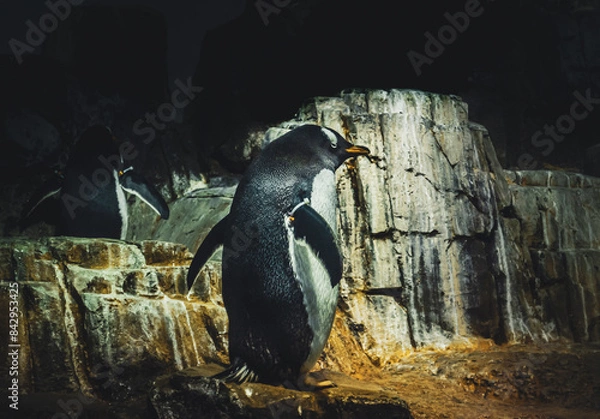 Fototapeta Gentoo penguins are the third-largest species of penguin easily recognized by the wide, white stripe extending like a bonnet across the top of its head and its bright orange-red bill. 