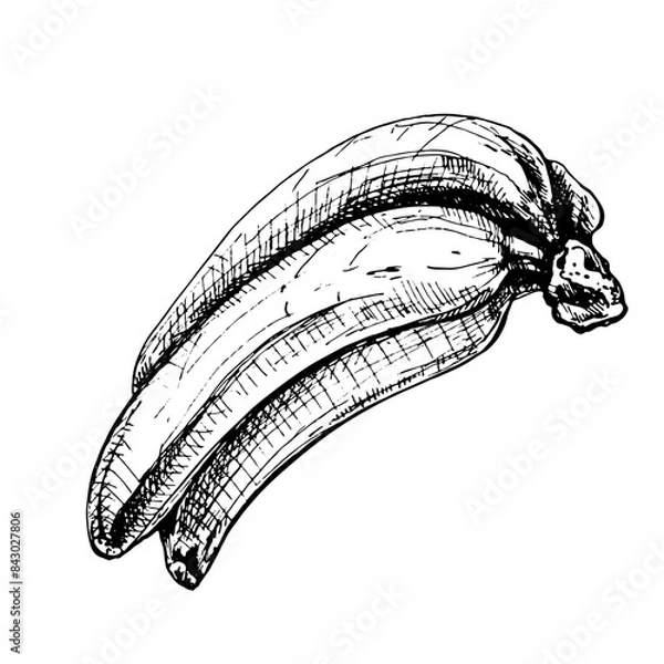 Obraz Branch fresh banana fruit. Vintage vector hatching black hand drawn illustration