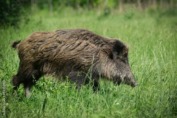 Fototapeta Wild boar in spring