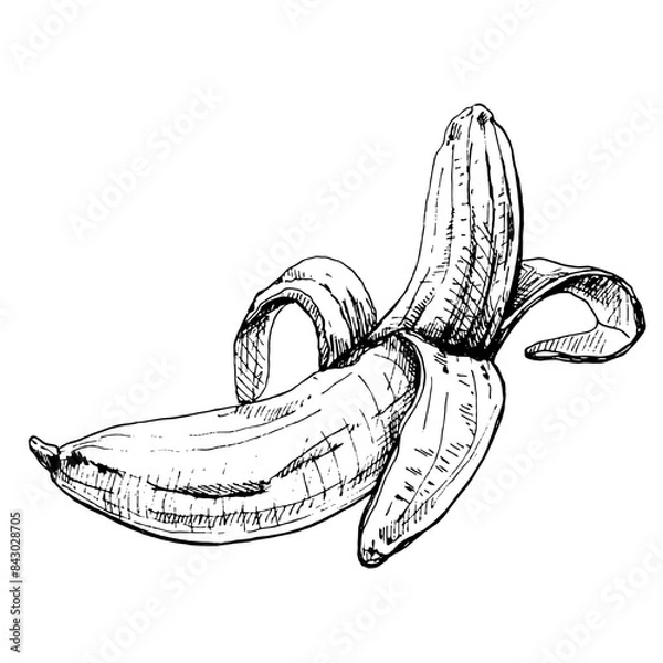 Obraz Banana half peeled. Vintage vector hatching color hand drawn illustration