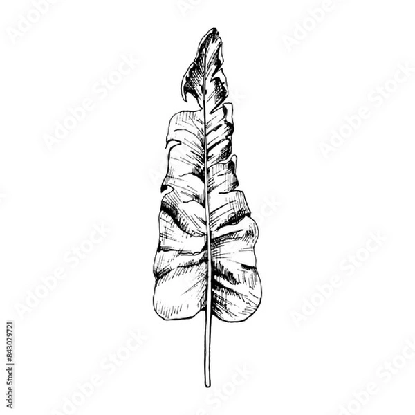 Obraz Palm green fresh banana leaf. Vintage vector hatching black hand drawn illustration isolated on white background