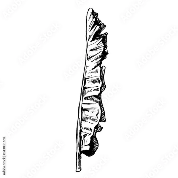 Obraz Palm green fresh banana leaf. Vintage vector hatching black hand drawn illustration isolated on white background
