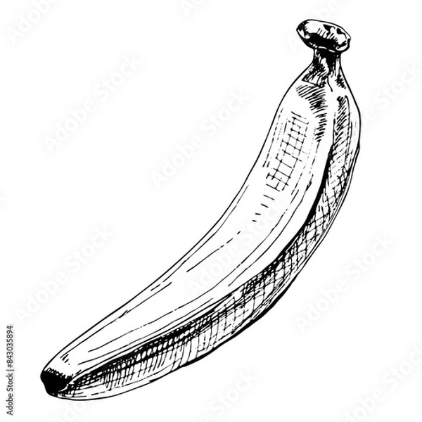 Obraz Fresh banana fruit. Vintage vector hatching black hand drawn illustration isolated on white background