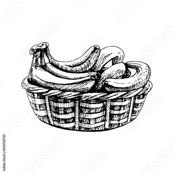 Obraz Branch fresh banana fruit in basket. Vintage vector hatching hand drawn illustration isolated on white background