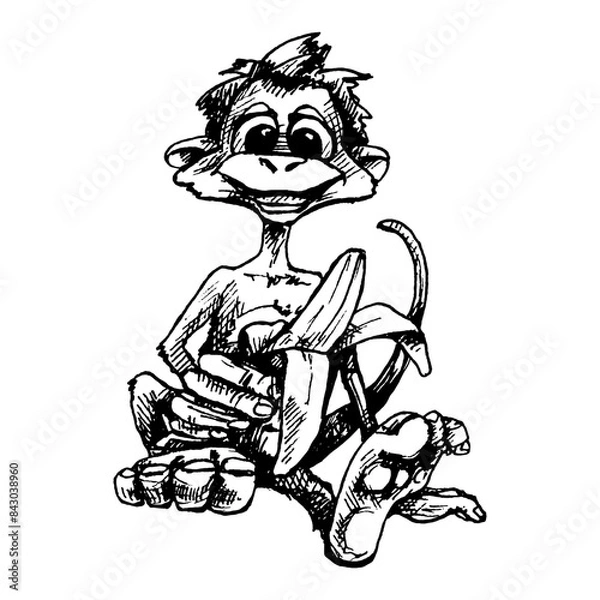 Obraz Monkey holding banana half peeled. Vintage vector hatching color hand drawn illustration isolated on white background.