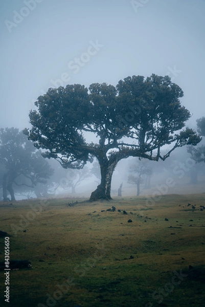 Obraz Tree in Fanal Forest