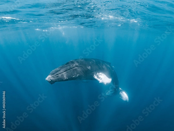 Fototapeta Humpback Whale