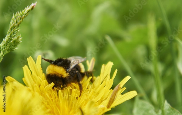 Fototapeta Шмель 