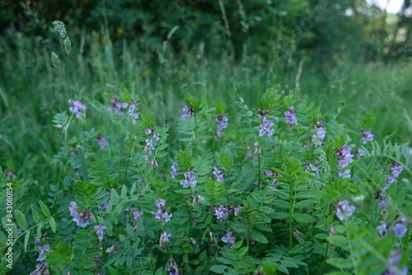 Obraz flowers in the meadow