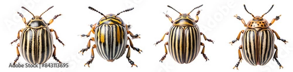 Fototapeta Collection of Zebra Beetle Illustrations with Distinctive Striped Patterns