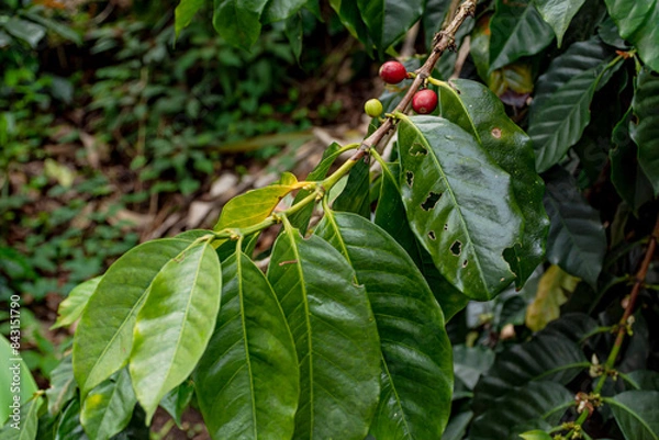 Obraz Red and green leaves