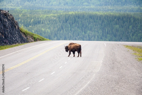 Obraz Bison Crossing Road
