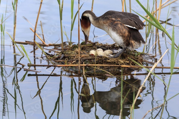 Obraz Oiseau couvant ses oeufs