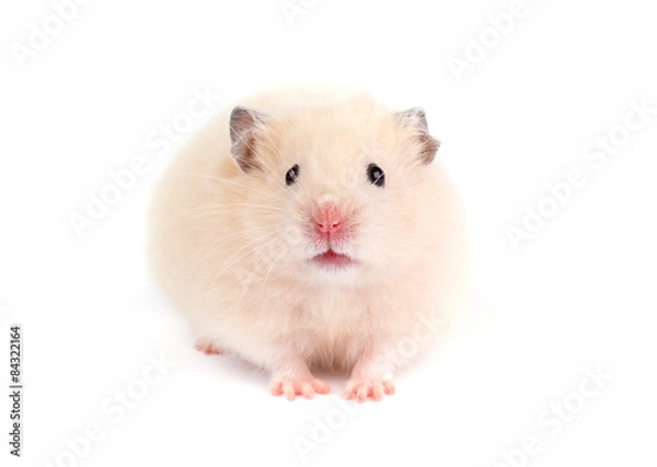 Obraz Hamster isolated