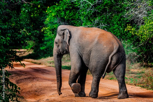 Obraz Asian elephant