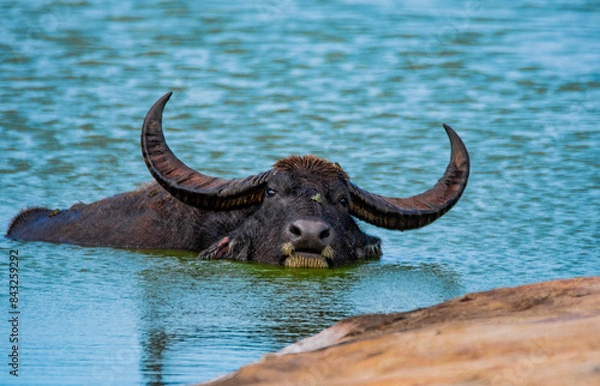 Obraz buffalo in the water