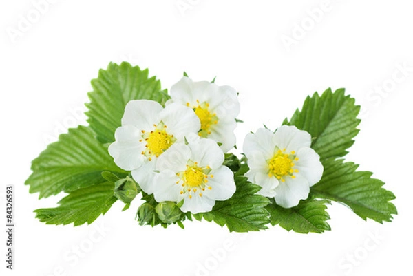 Obraz Kwiaty poziomki