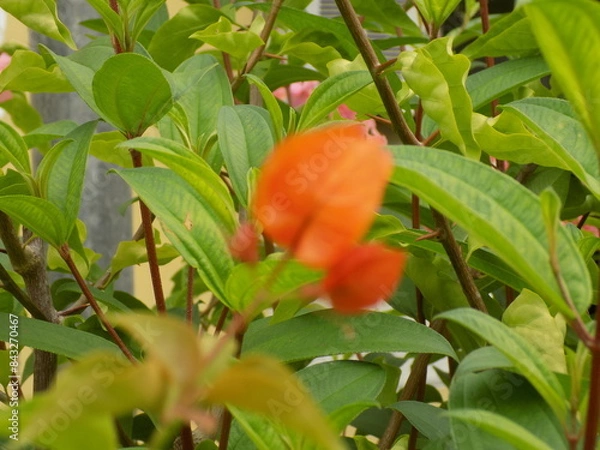 Obraz Orange Fruit On a Tree