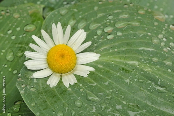 Fototapeta Daisy on a rain drop covered hosta leaf