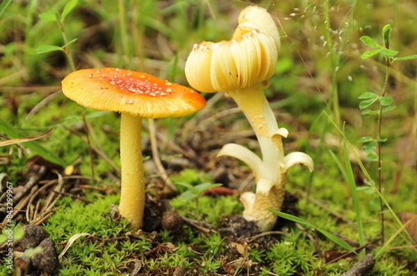 Fototapeta Open and closed mushroom in the woods