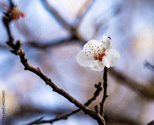 Obraz Apricot blossom in Spring