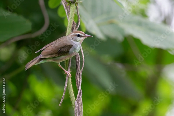Obraz Swainson's Warbler